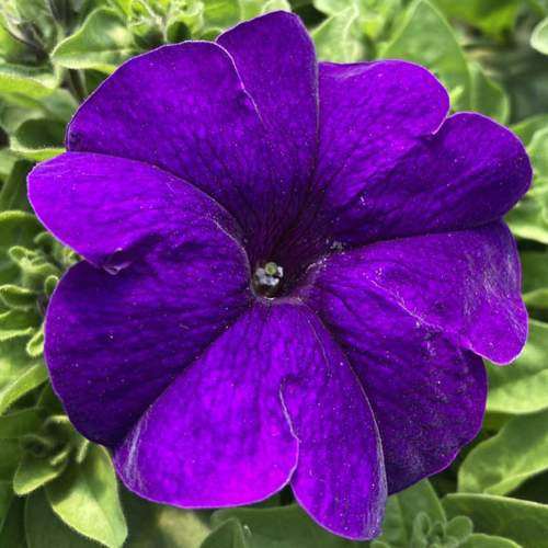 Petunia Surfinia Blue