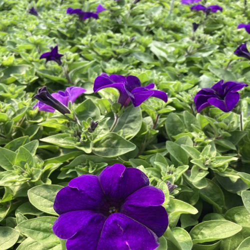 Petunia Surfinia Blue