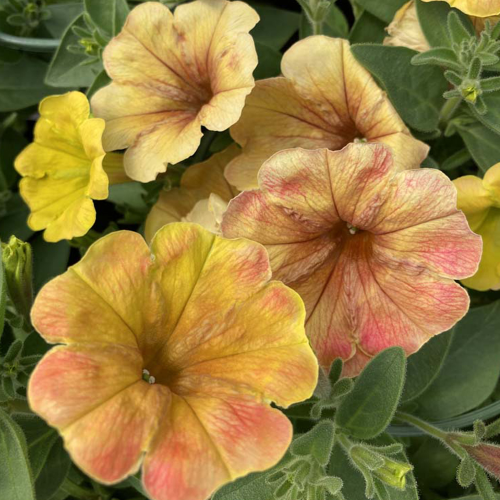 Petunia Cascadias Indian Summer