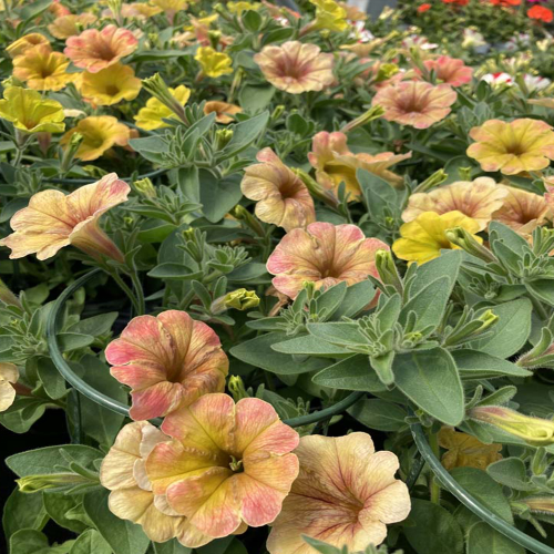 Petunia Cascadias Indian Summer