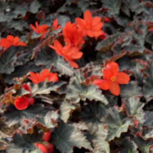 Begonia I'conia Portofino Coral