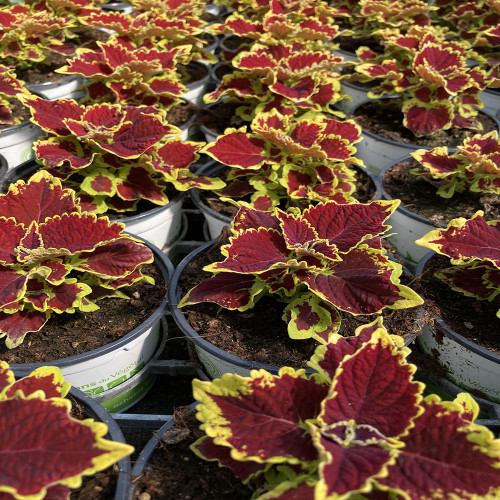 Coleus Stained Glassworks Crown Jewel