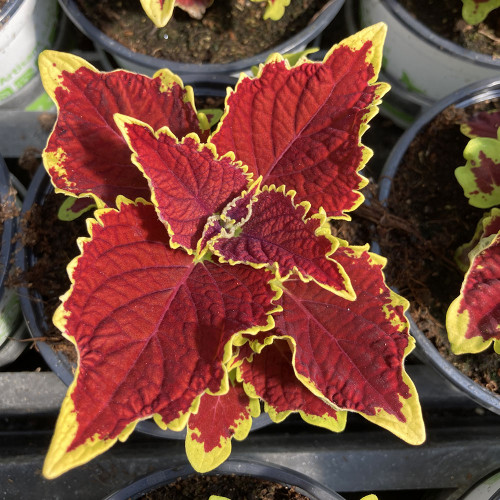 Coleus Stained Glassworks Crown Jewel