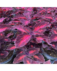Coleus Stained Glassworks Royalty