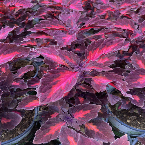 Coleus Stained Glassworks Royalty