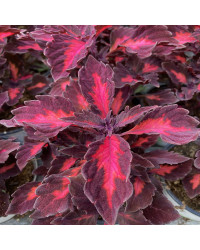 Coleus Stained Glassworks Royalty