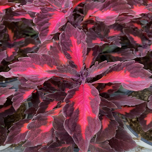 Coleus Stained Glassworks Royalty