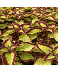 Coleus Stained Glassworks Velvet