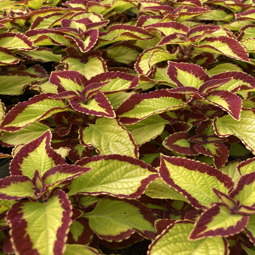 Coleus Stained Glassworks Velvet