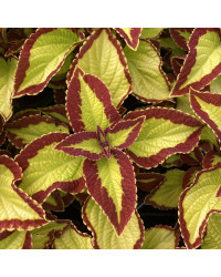 Coleus Stained Glassworks Velvet