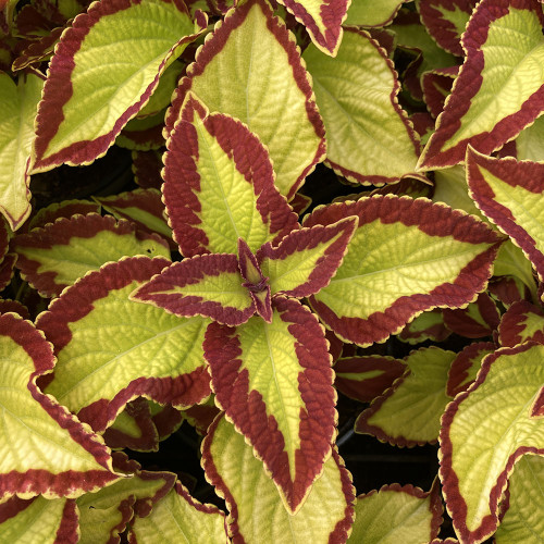 Coleus Stained Glassworks Velvet