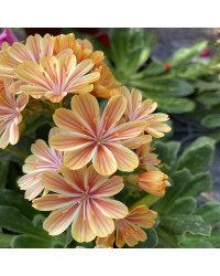 Lewisia Cotyledon Elise Orange