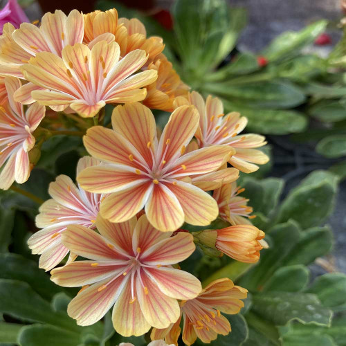 Lewisia Cotyledon Elise Orange