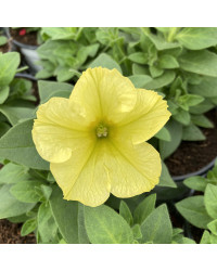 Petunia Aurora Banana Candy