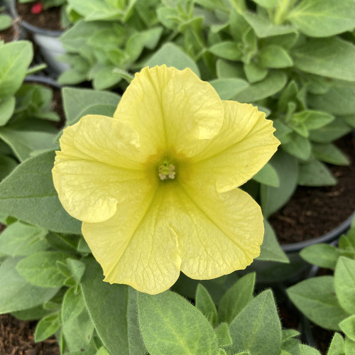 Petunia Aurora Banana Candy