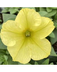Petunia Aurora Banana Candy