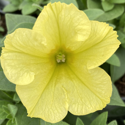 Petunia Aurora Banana Candy