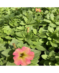 Petunia Aurora Pink Mango