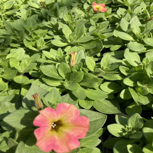 Petunia Aurora Pink Mango