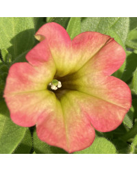 Petunia Aurora Pink Mango