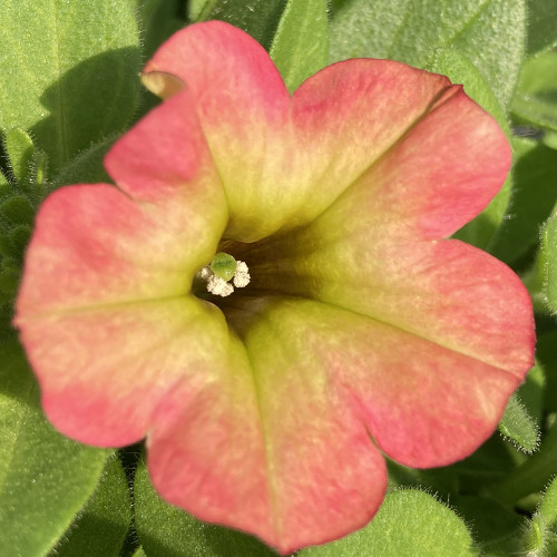 Petunia Aurora Pink Mango