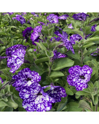 Petunia Night Family Night Sky