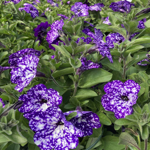 Petunia Night Family Night Sky