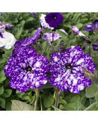 Petunia Night Family Night Sky