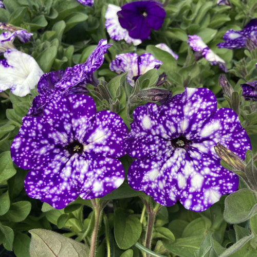 Petunia Night Family Night Sky