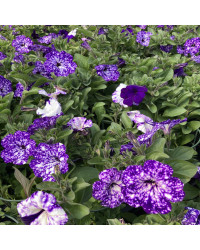 Petunia Night Family Night Sky