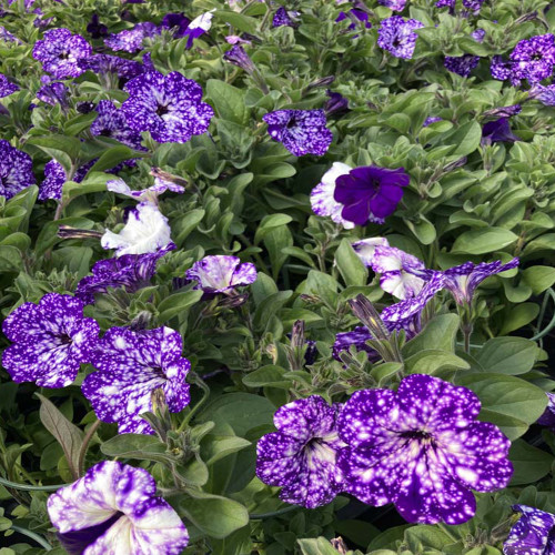 Petunia Night Family Night Sky