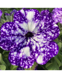 Petunia Night Family Night Sky