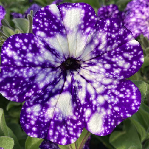 Petunia Night Family Night Sky