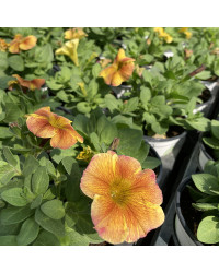Petunia Petchoa Interspecific Beautical Caramel Yellow