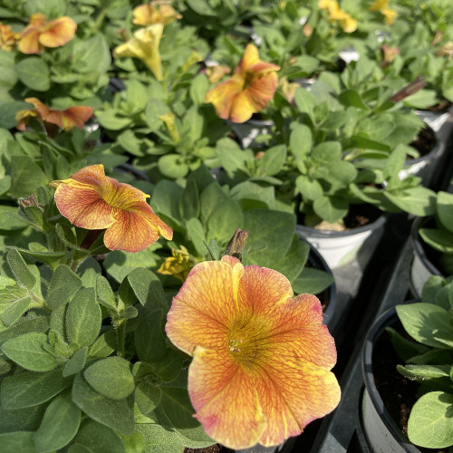 Petunia Petchoa Interspecific Beautical Caramel Yellow