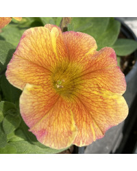 Petunia Petchoa Interspecific Beautical Caramel Yellow