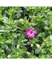 Osteospermum Gelato Candy