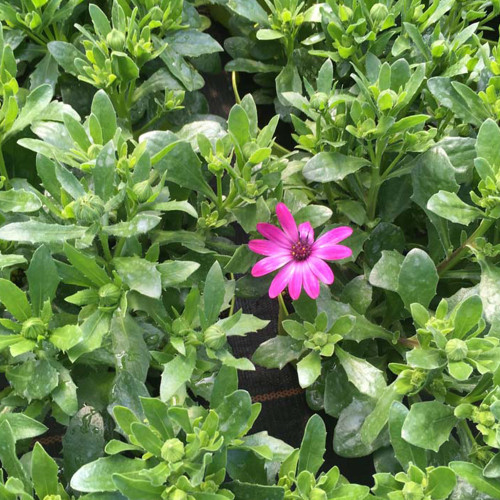 Osteospermum Gelato Candy