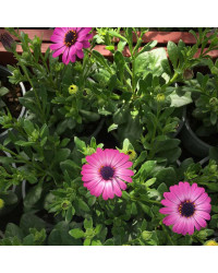 Osteospermum Gelato Candy