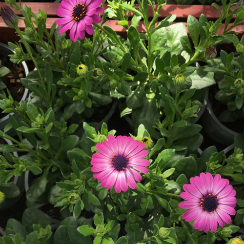 Osteospermum Gelato Candy