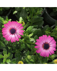 Osteospermum Gelato Candy