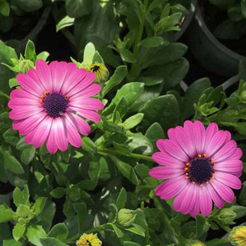 Osteospermum Gelato Candy