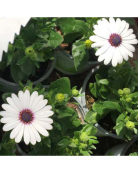Osteospermum Gelato Almond