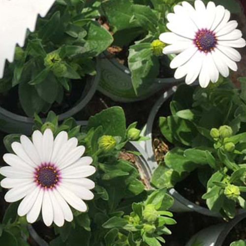 Osteospermum Gelato Almond