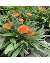 Bracteantha Dreamtime Jumbo Orange