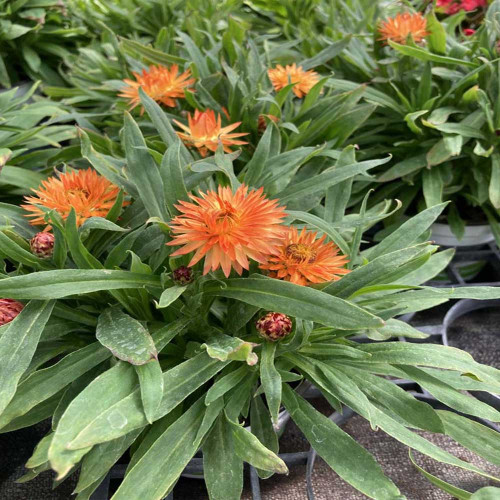 Bracteantha Dreamtime Jumbo Orange