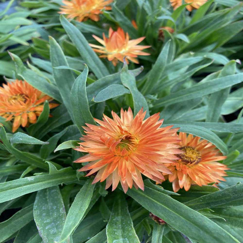 Bracteantha Dreamtime Jumbo Orange