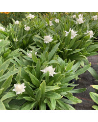 Bracteantha Dreamtime Jumbo Blanche