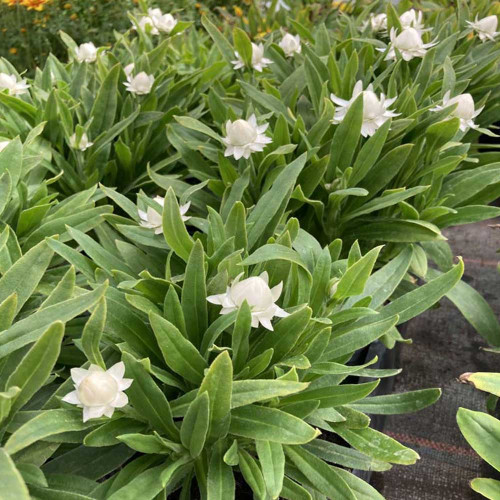 Bracteantha Dreamtime Jumbo Blanche