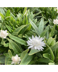Bracteantha Dreamtime Jumbo Blanche